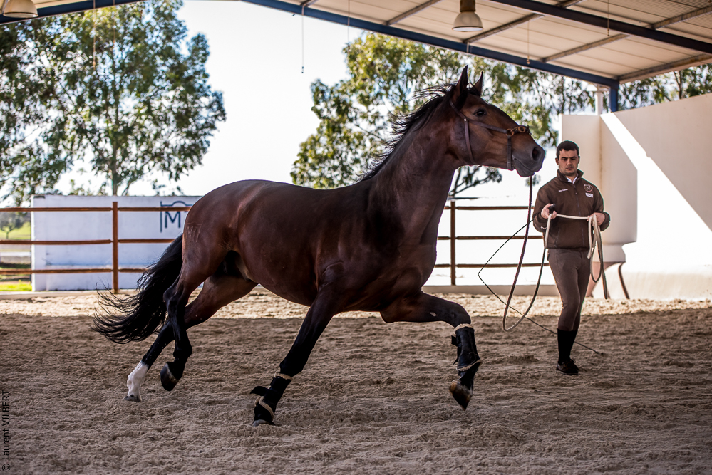Tramagueira 20191118-0383