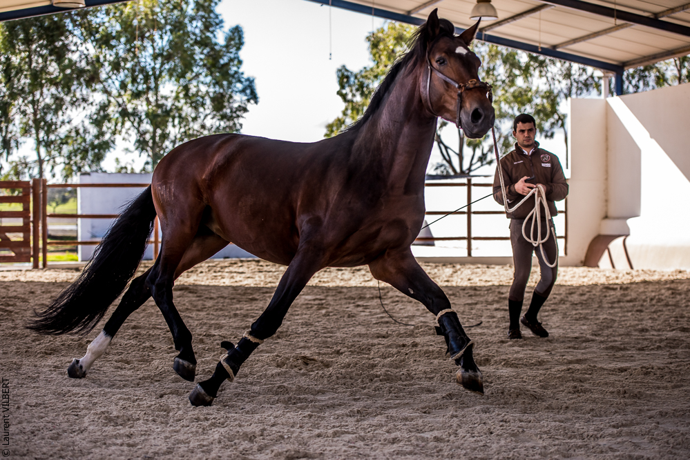 Tramagueira 20191118-0419