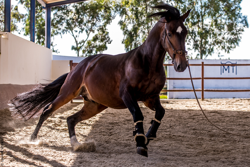 Tramagueira 20191118-0422