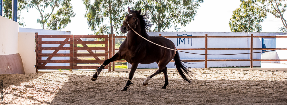 Tramagueira 20191118-0426