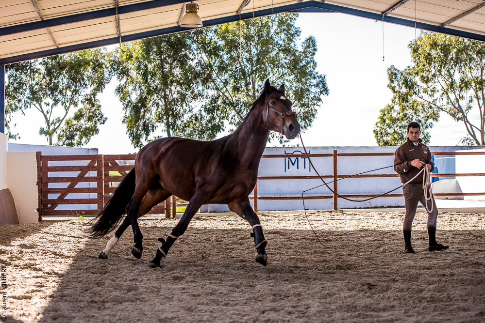 Tramagueira 20191118-0441