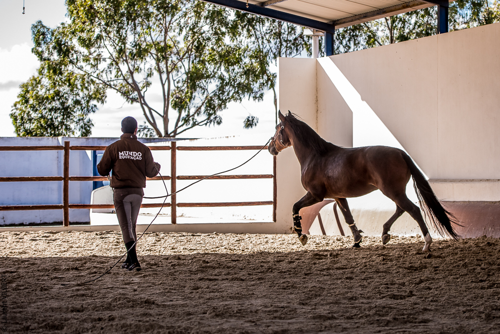Tramagueira 20191118-0447
