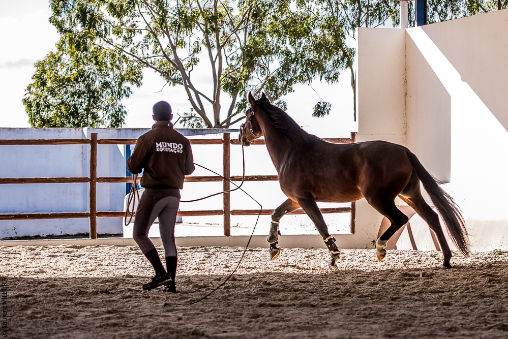 Tramagueira 20191118-0449