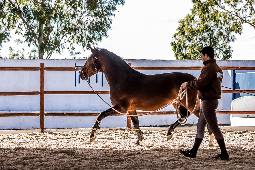 Tramagueira 20191118-0451