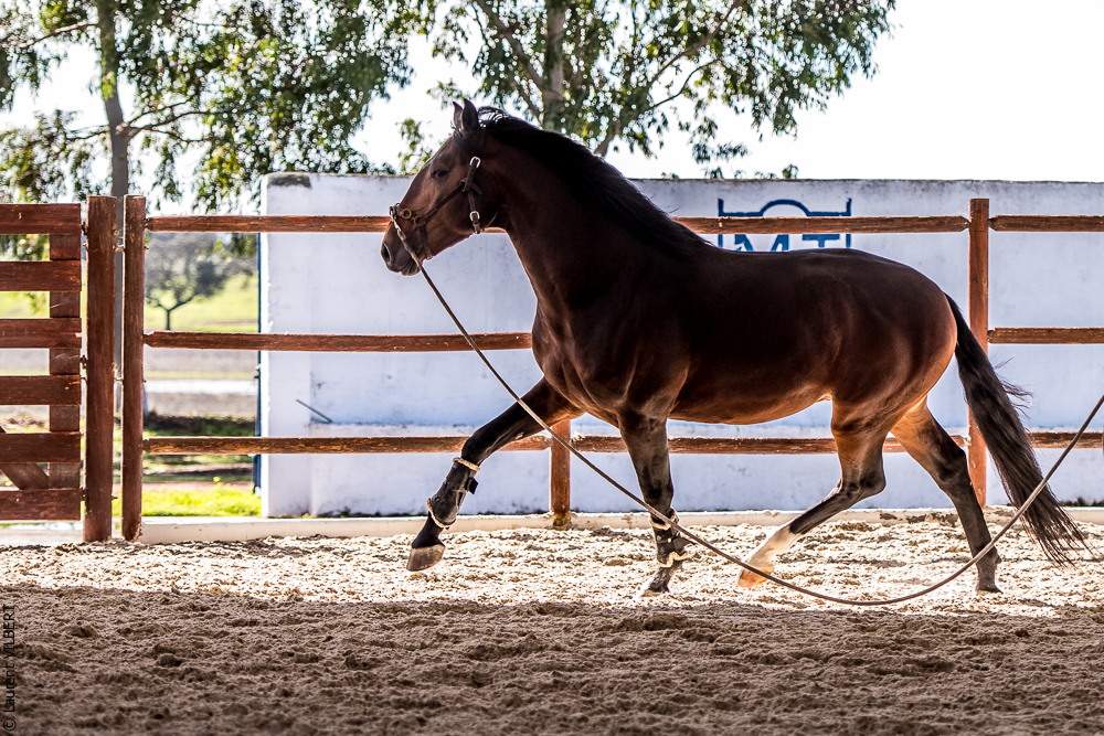 Tramagueira 20191118-0453