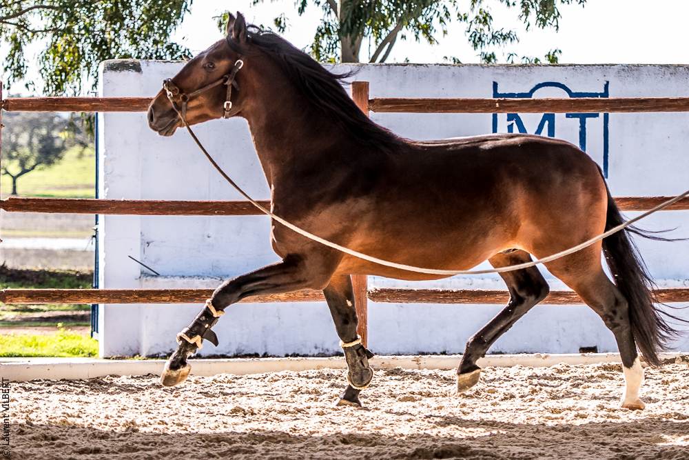 Tramagueira 20191118-0458