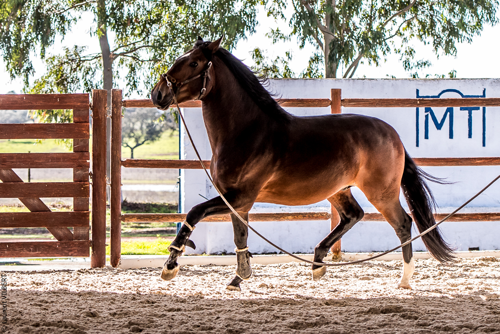 Tramagueira 20191118-0461