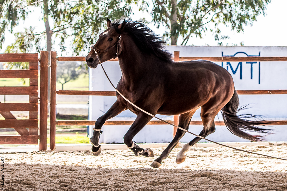 Tramagueira 20191118-0464