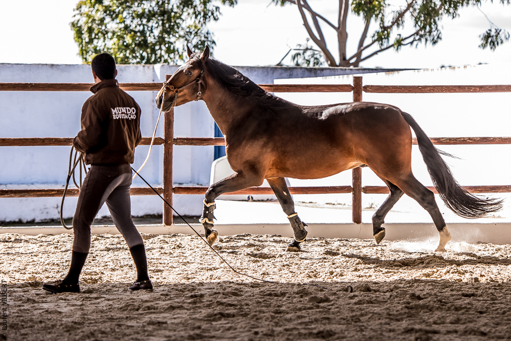 Tramagueira 20191118-0482