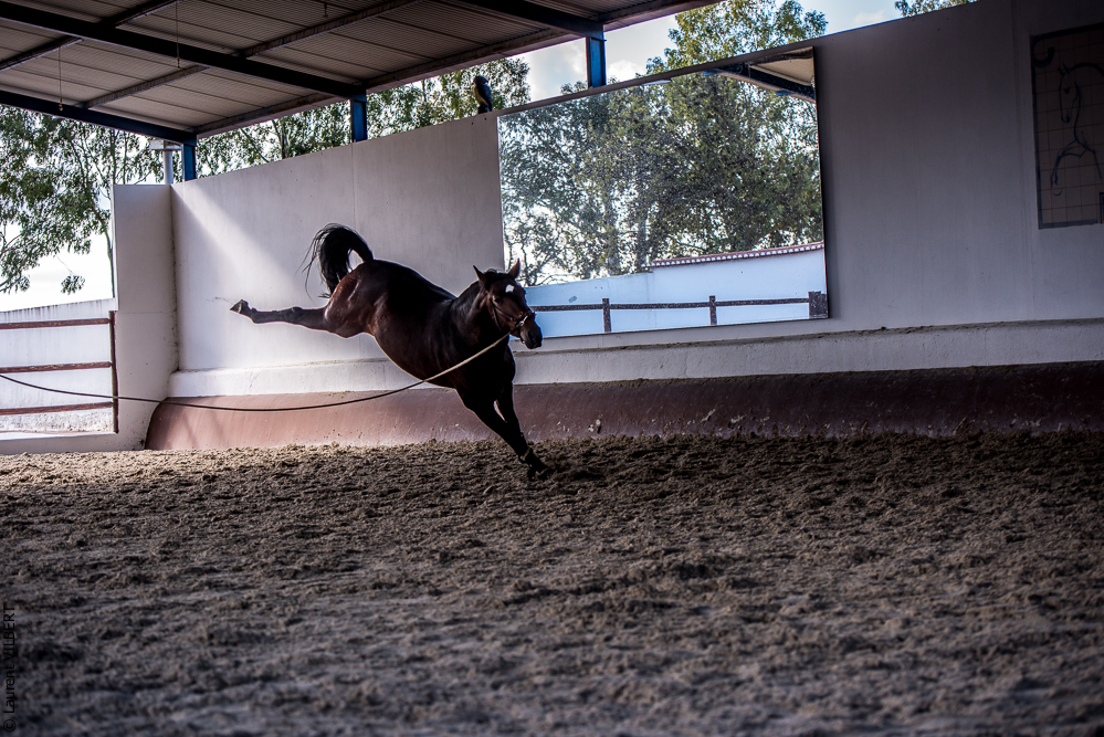 Tramagueira 20191118-0488