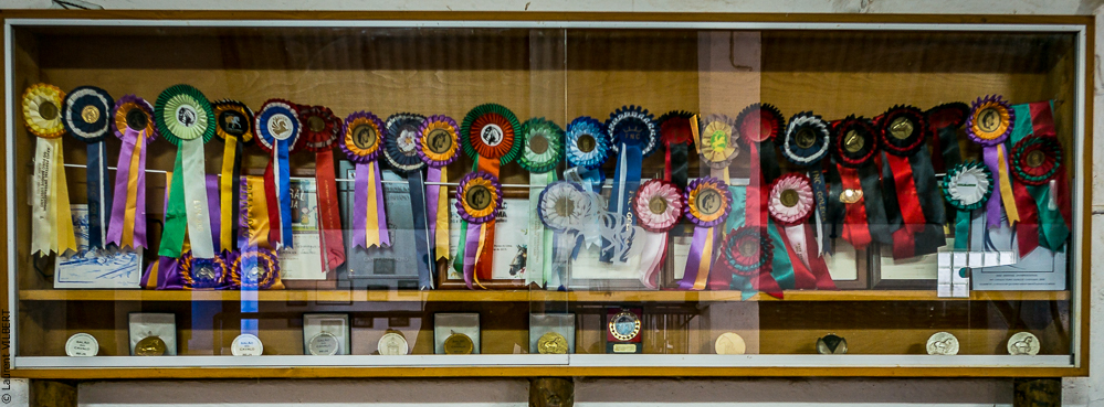 Tramagueira 20191118-0526