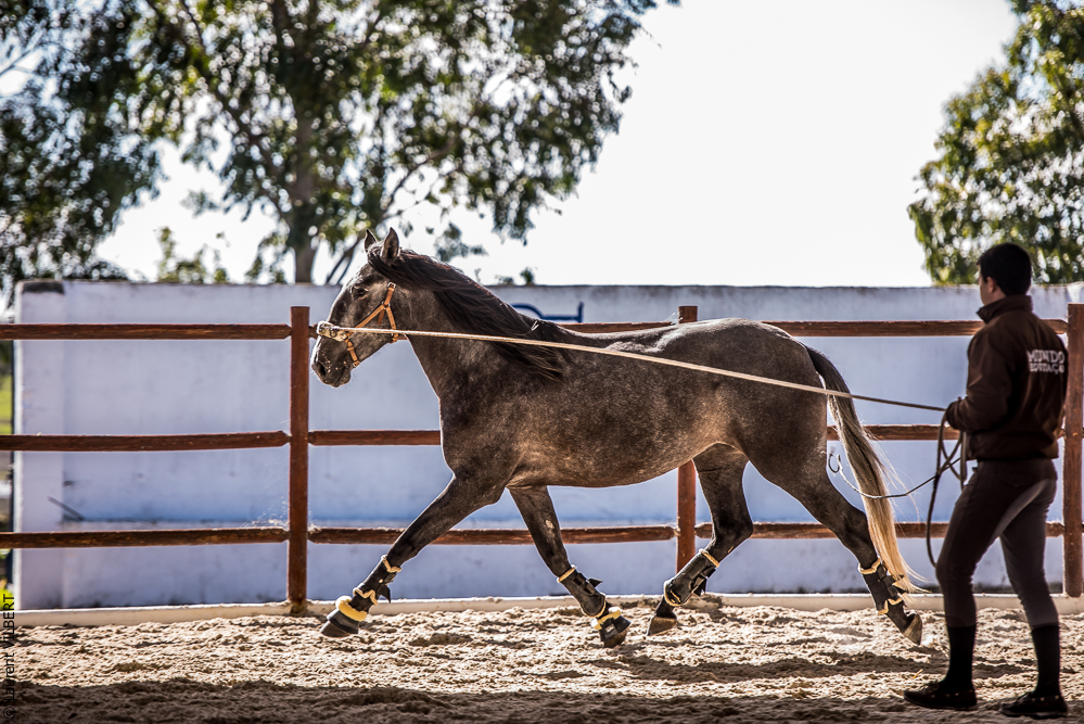 Tramagueira 20191118-0538