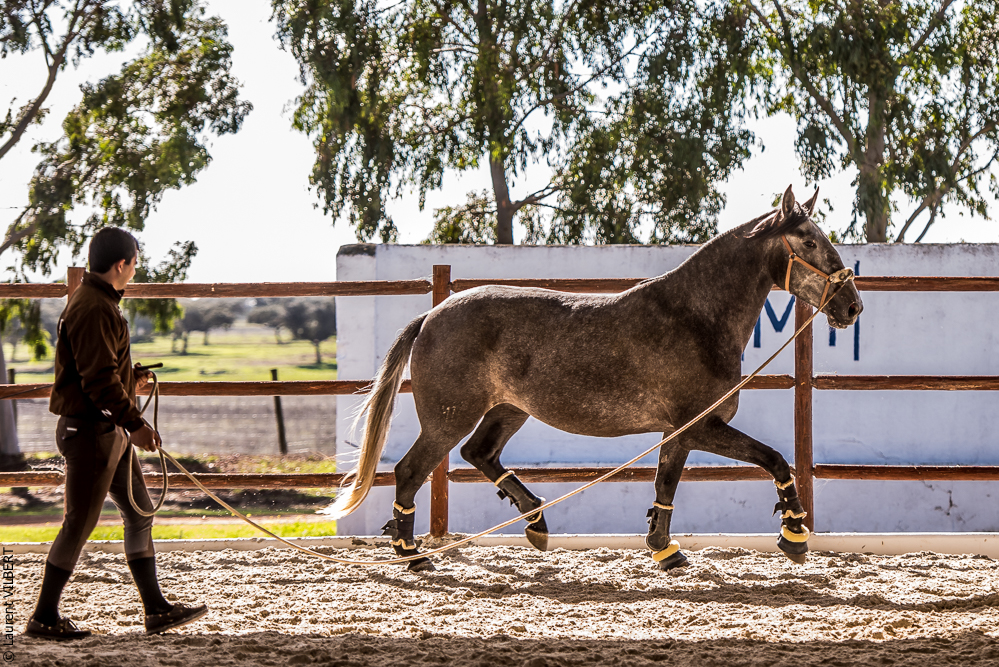 Tramagueira 20191118-0544
