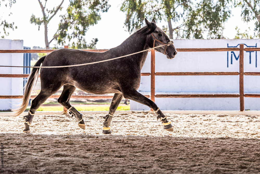 Tramagueira 20191118-0560
