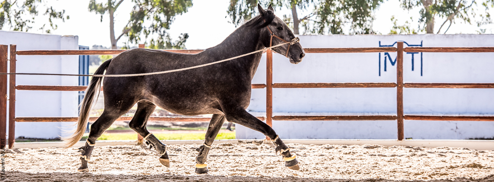 Tramagueira 20191118-0560