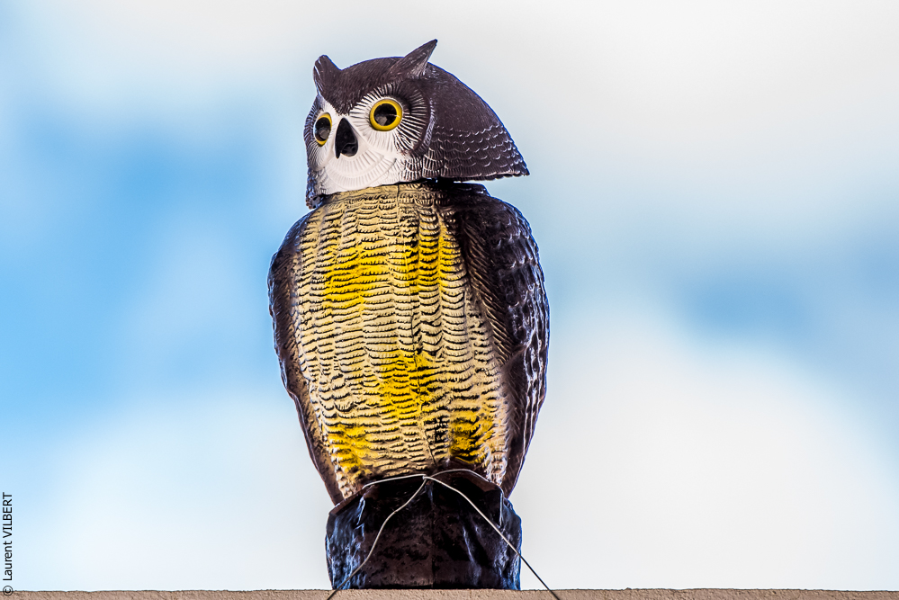 Tramagueira 20191118-0566