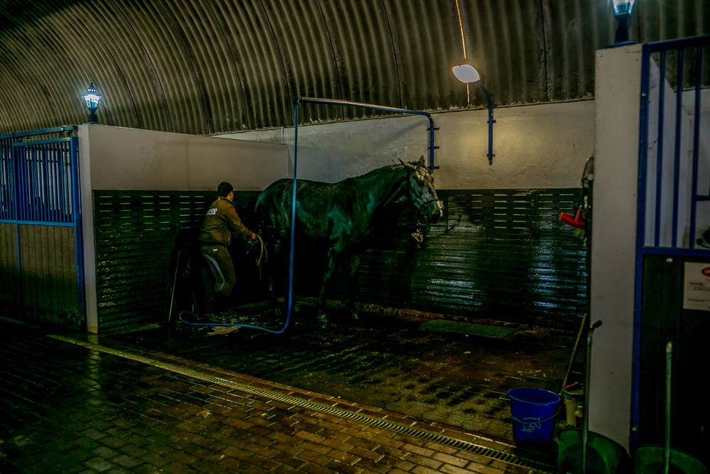 Tramagueira 20191118-0567