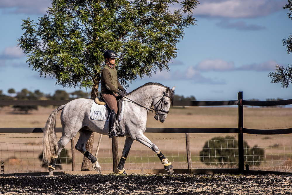 Tramagueira 20191118-0864