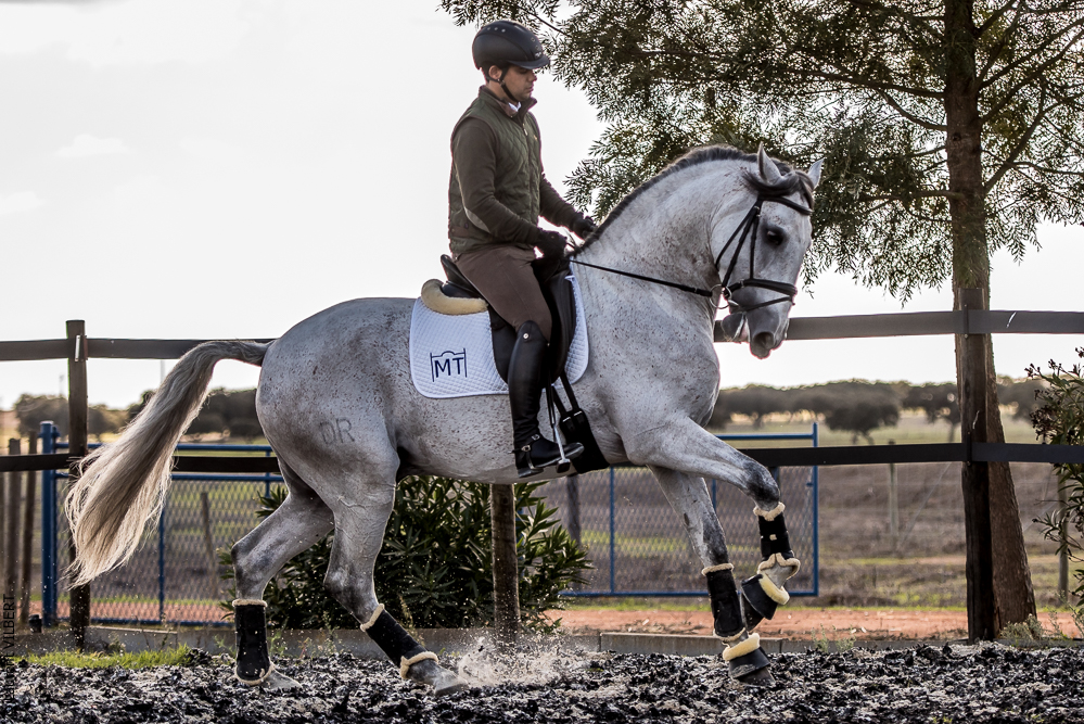 Tramagueira 20191118-0885