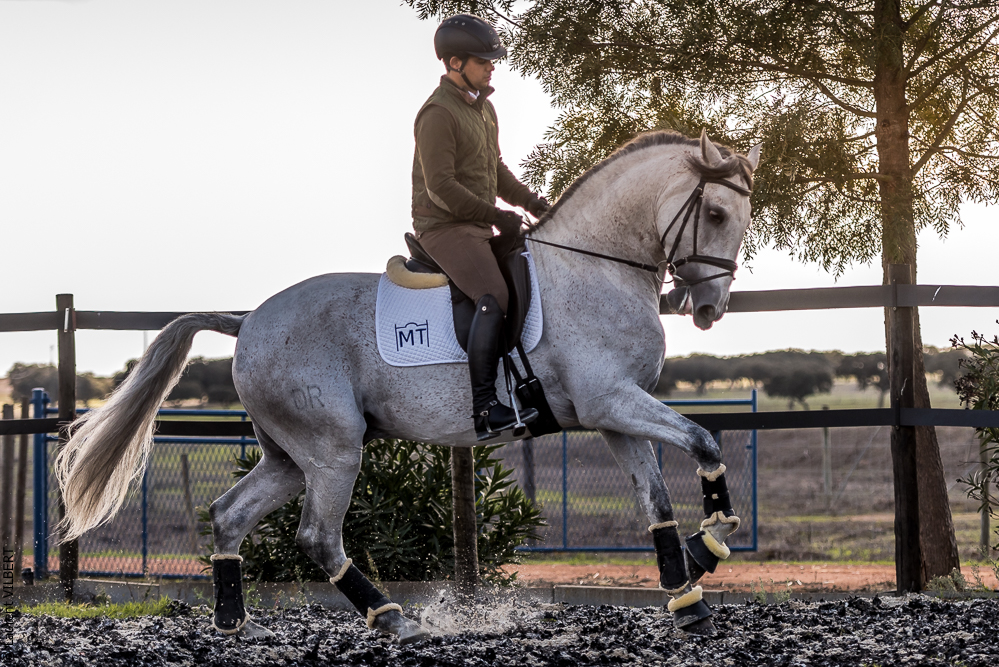 Tramagueira 20191118-0885