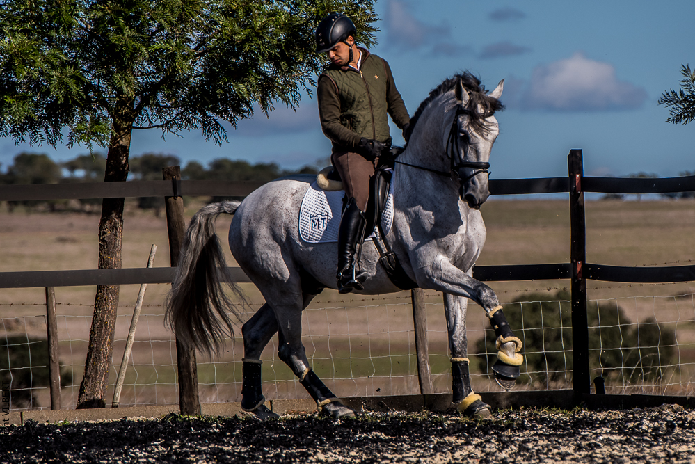Tramagueira 20191118-0914