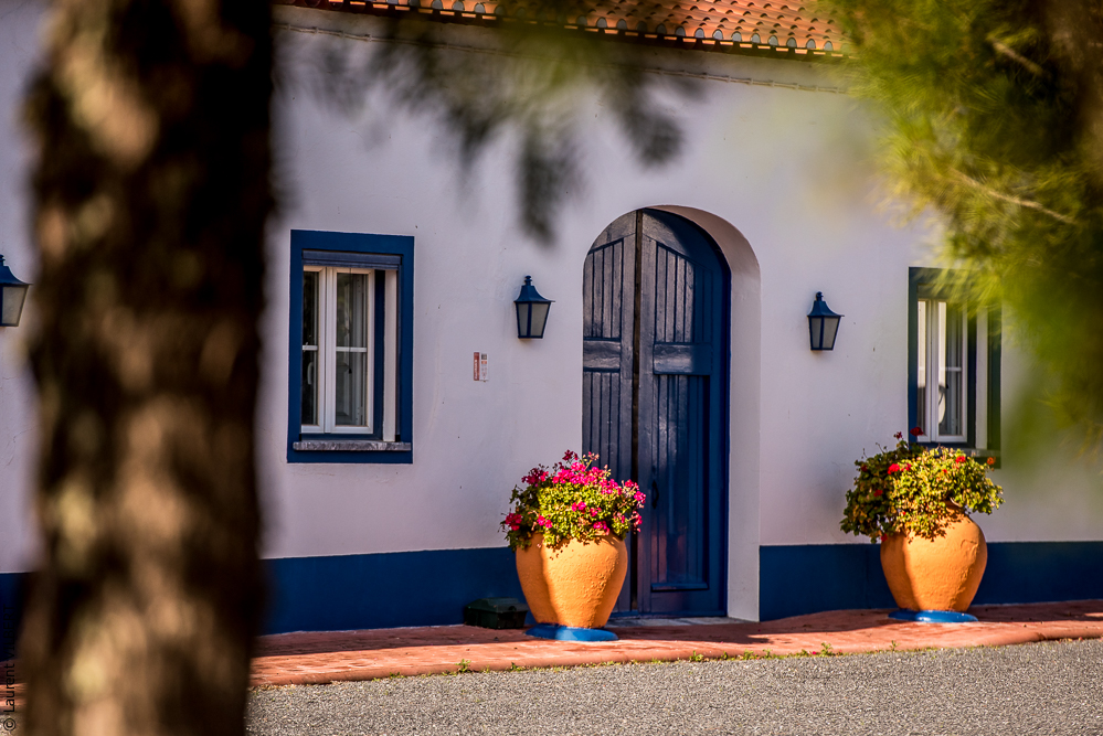 Tramagueira 20191118-0977