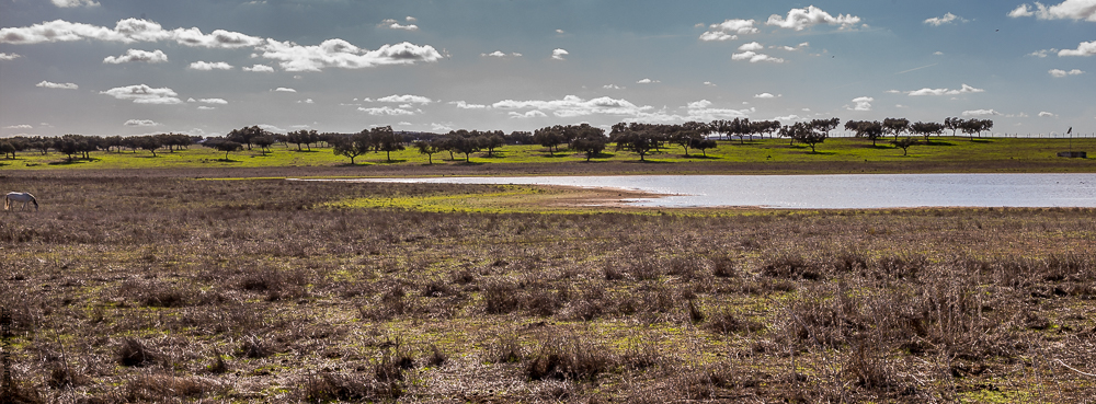 Tramagueira 20191118-0987