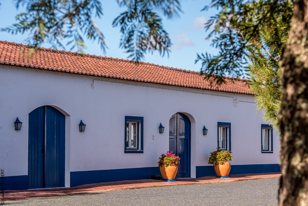 Tramagueira 20191118-0990