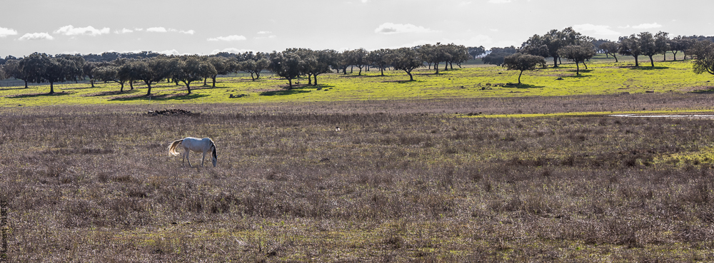 Tramagueira 20191118-0993