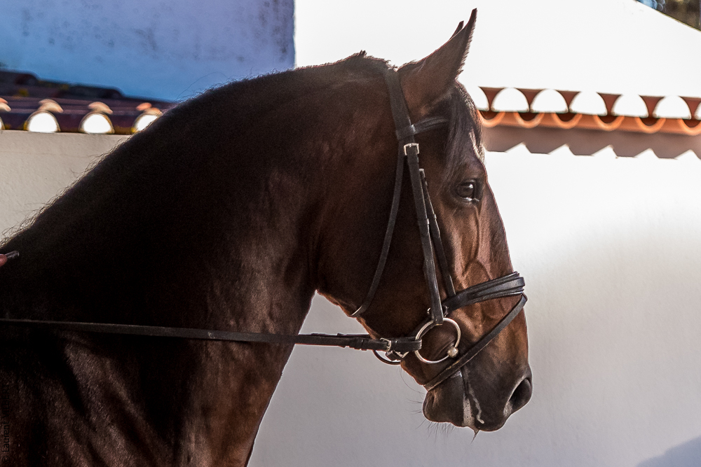 Tramagueira 20191118-1017