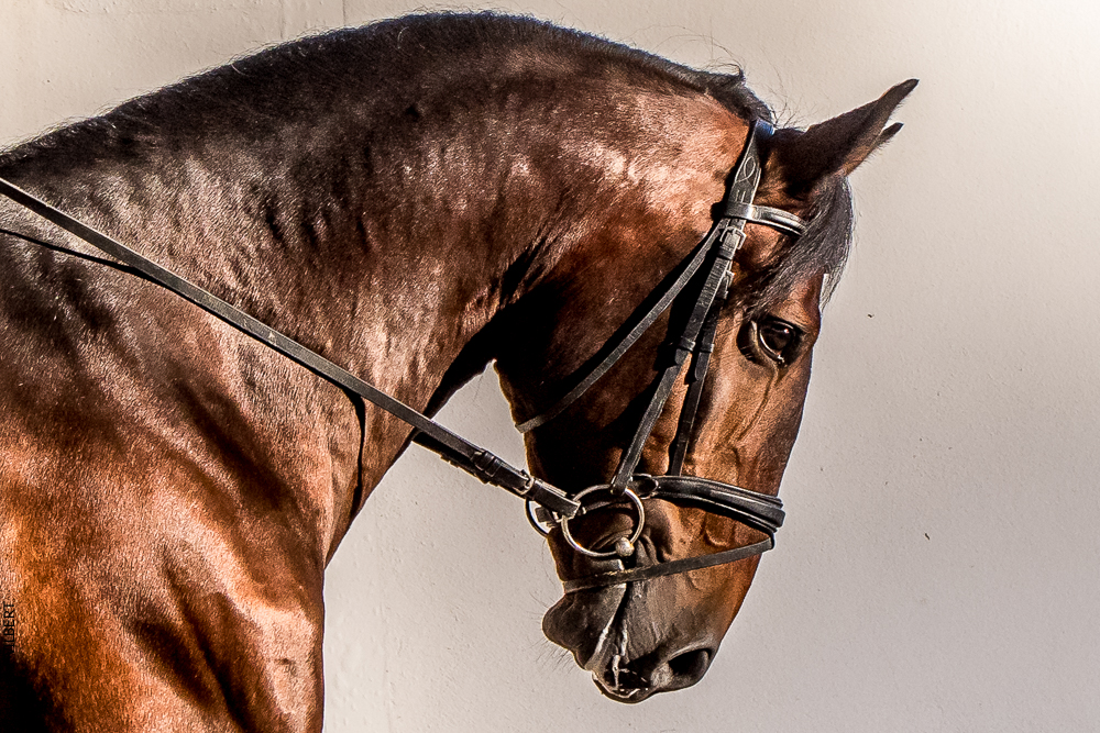 Tramagueira 20191118-1052