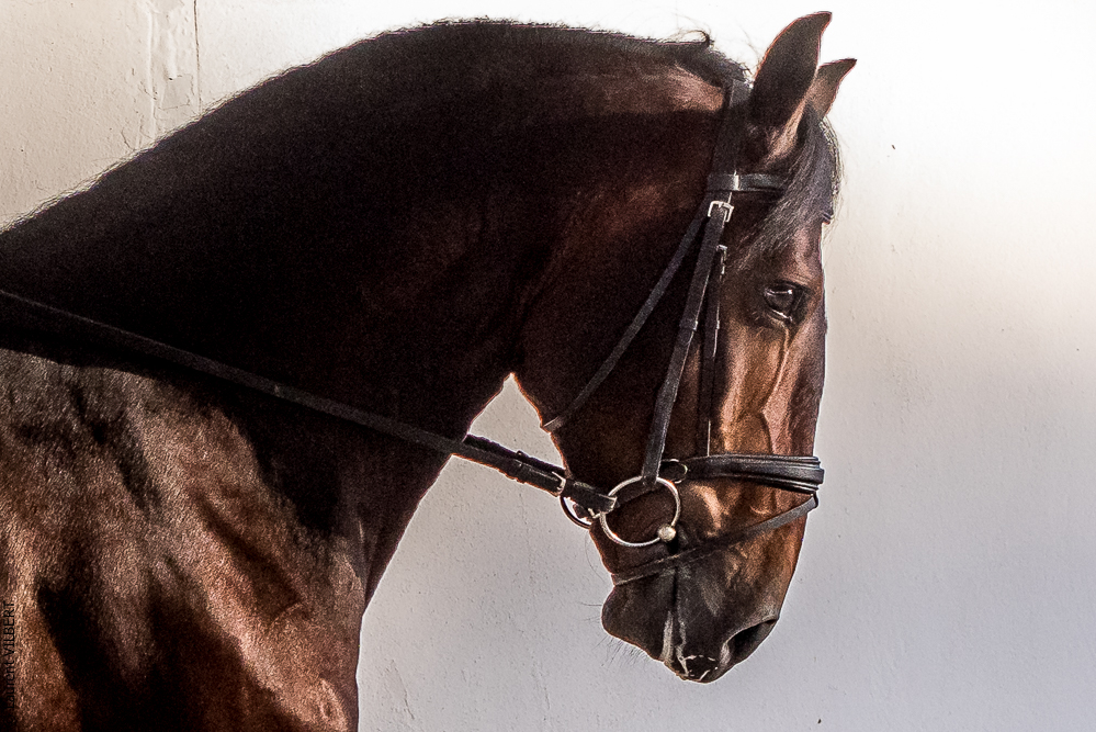 Tramagueira 20191118-1054