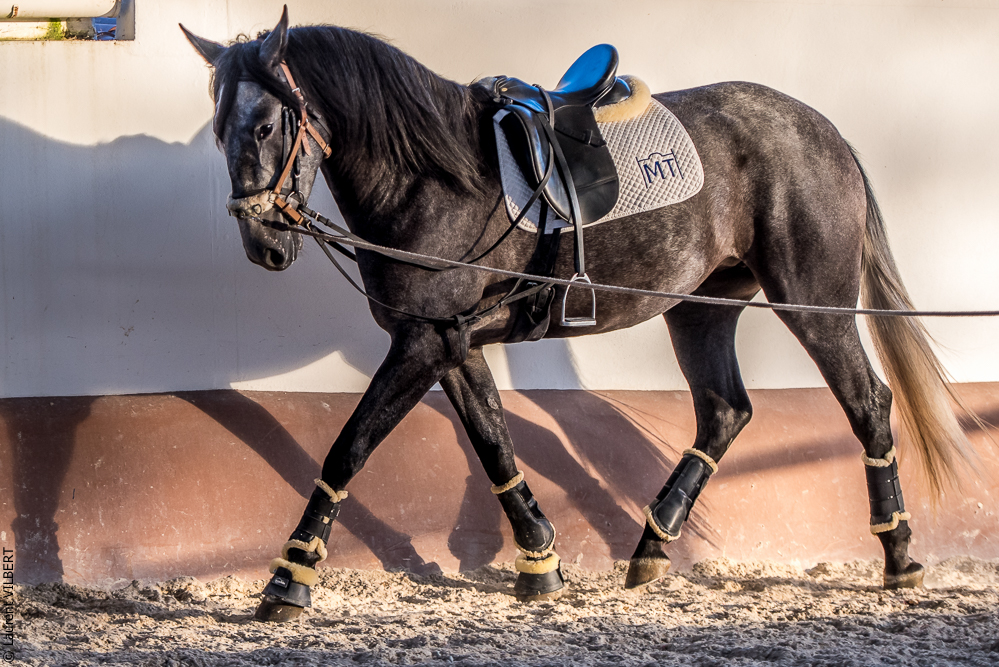 Tramagueira 20191118-1126