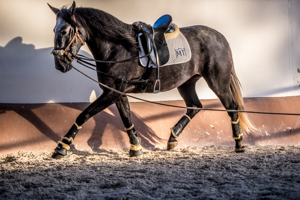 Tramagueira 20191118-1134