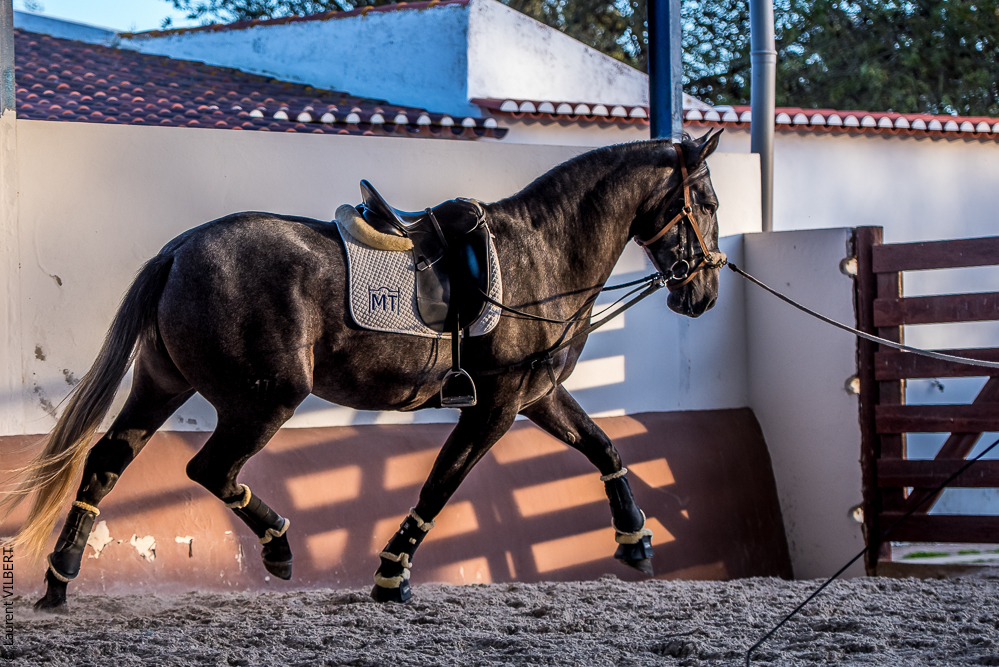 Tramagueira 20191118-1168