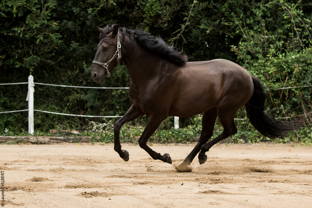 Sybille 20180729-013