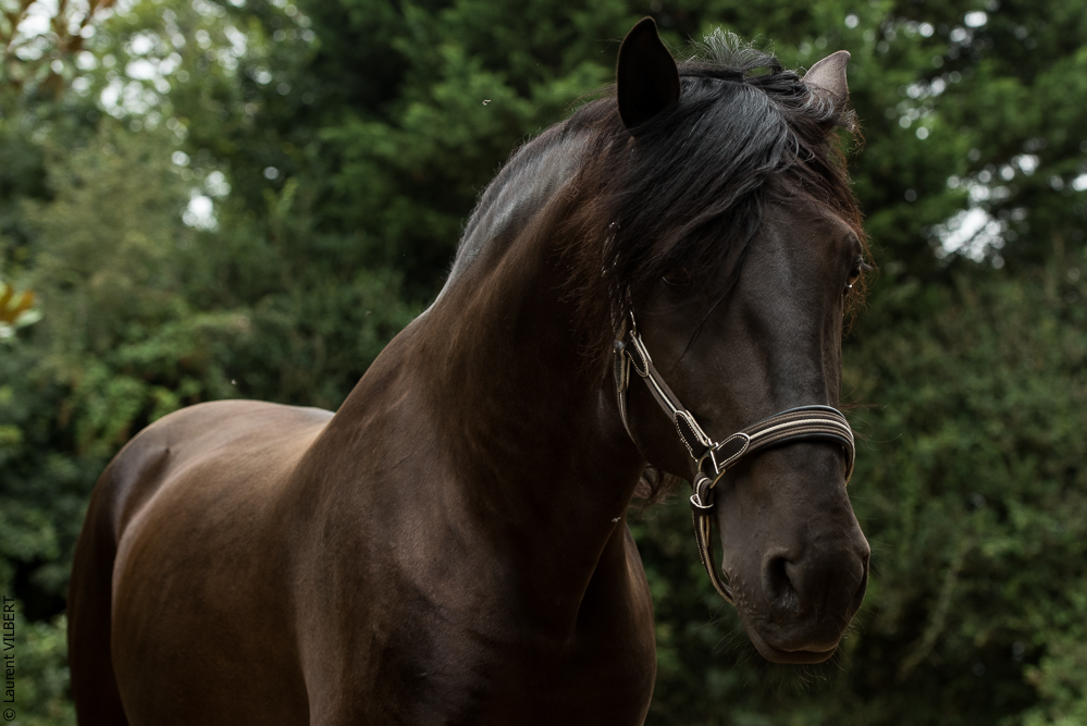 Sybille 20180729-049