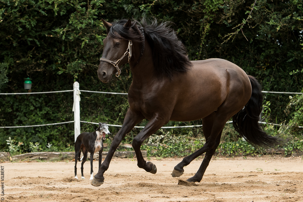 Sybille 20180729-053