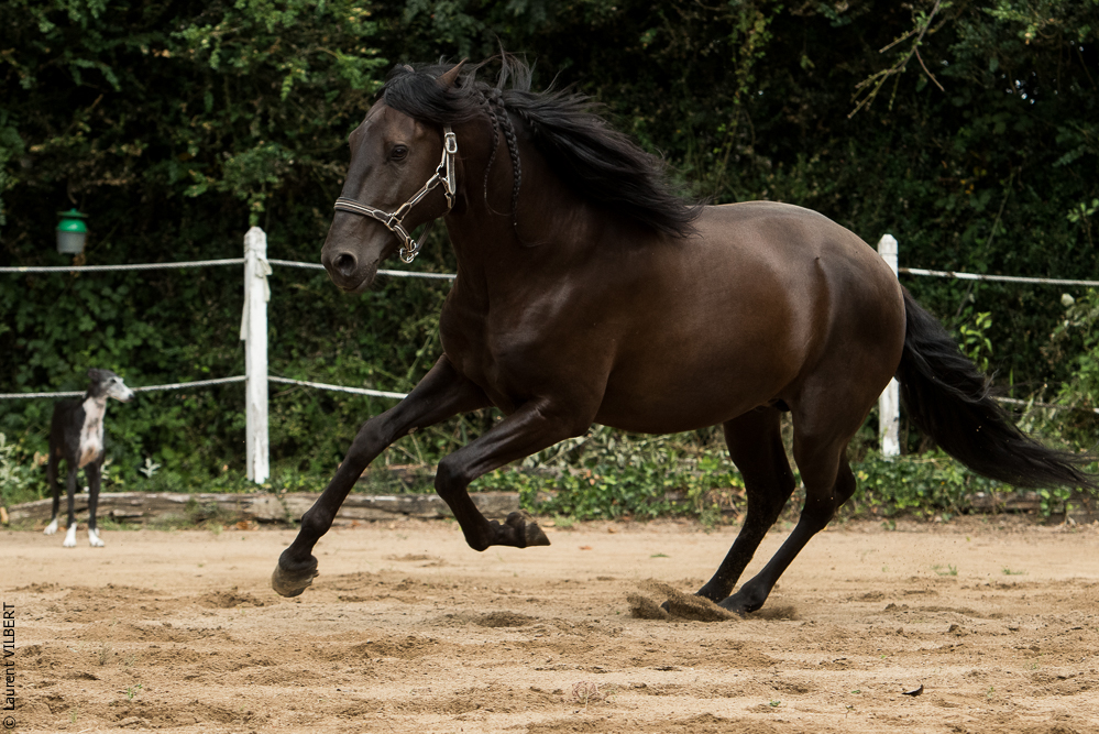 Sybille 20180729-063