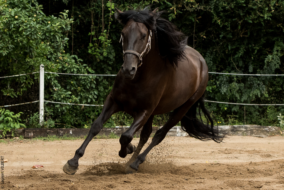 Sybille 20180729-064