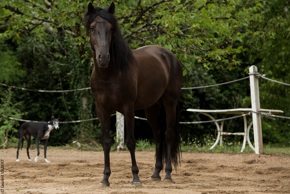 Sybille 20180729-086