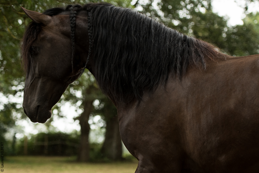 Sybille 20180729-138