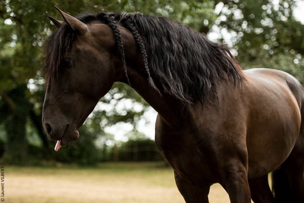 Sybille 20180729-153