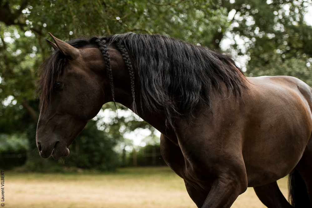 Sybille 20180729-154