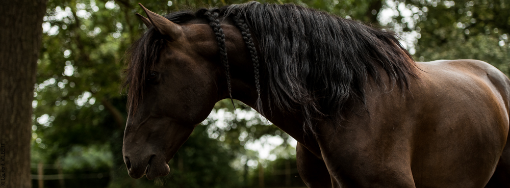 Sybille 20180729-154