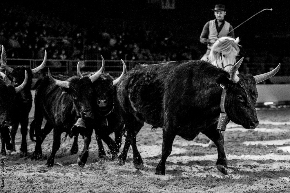 Cheval Passion 20220121-3682