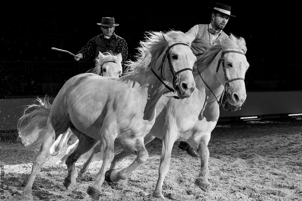 Cheval Passion 20220121-3788