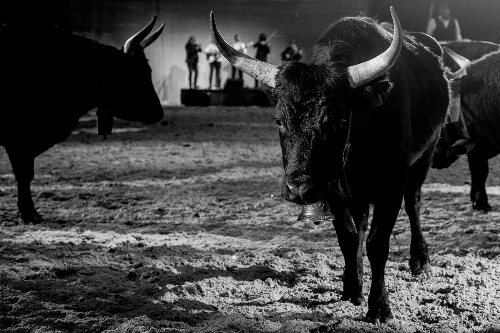 Cheval Passion 20220121-3818