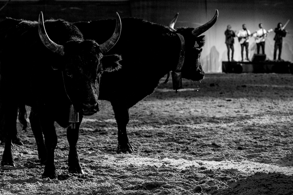 Cheval Passion 20220121-3821