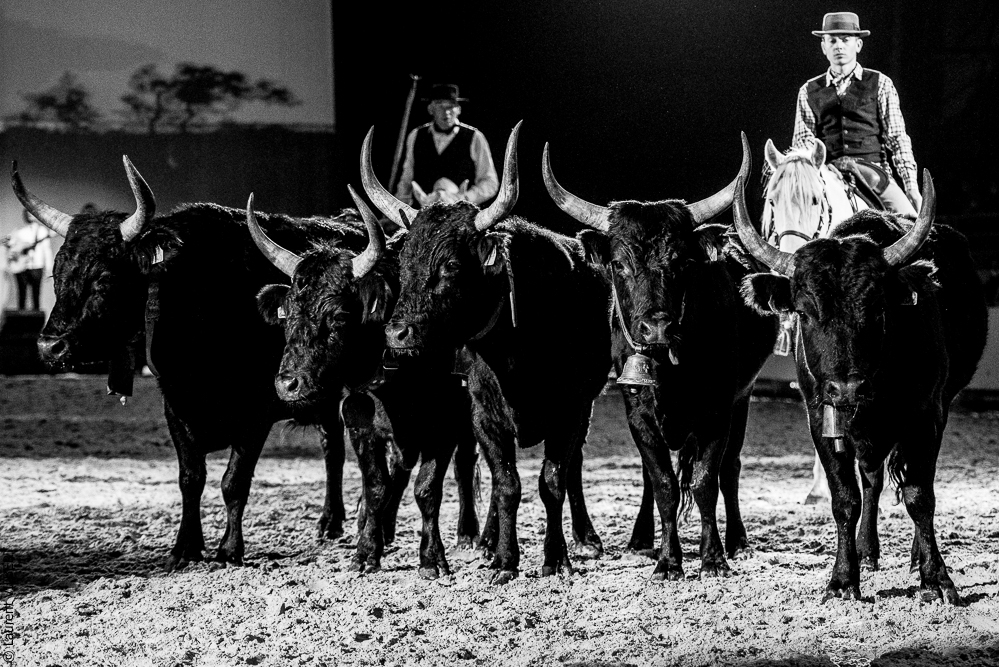 Cheval Passion 20220121-3888